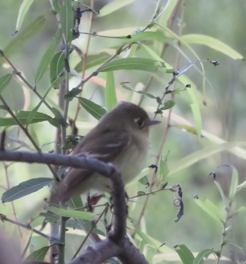 Mosquero sp. (Empidonax sp.) - ML612078177