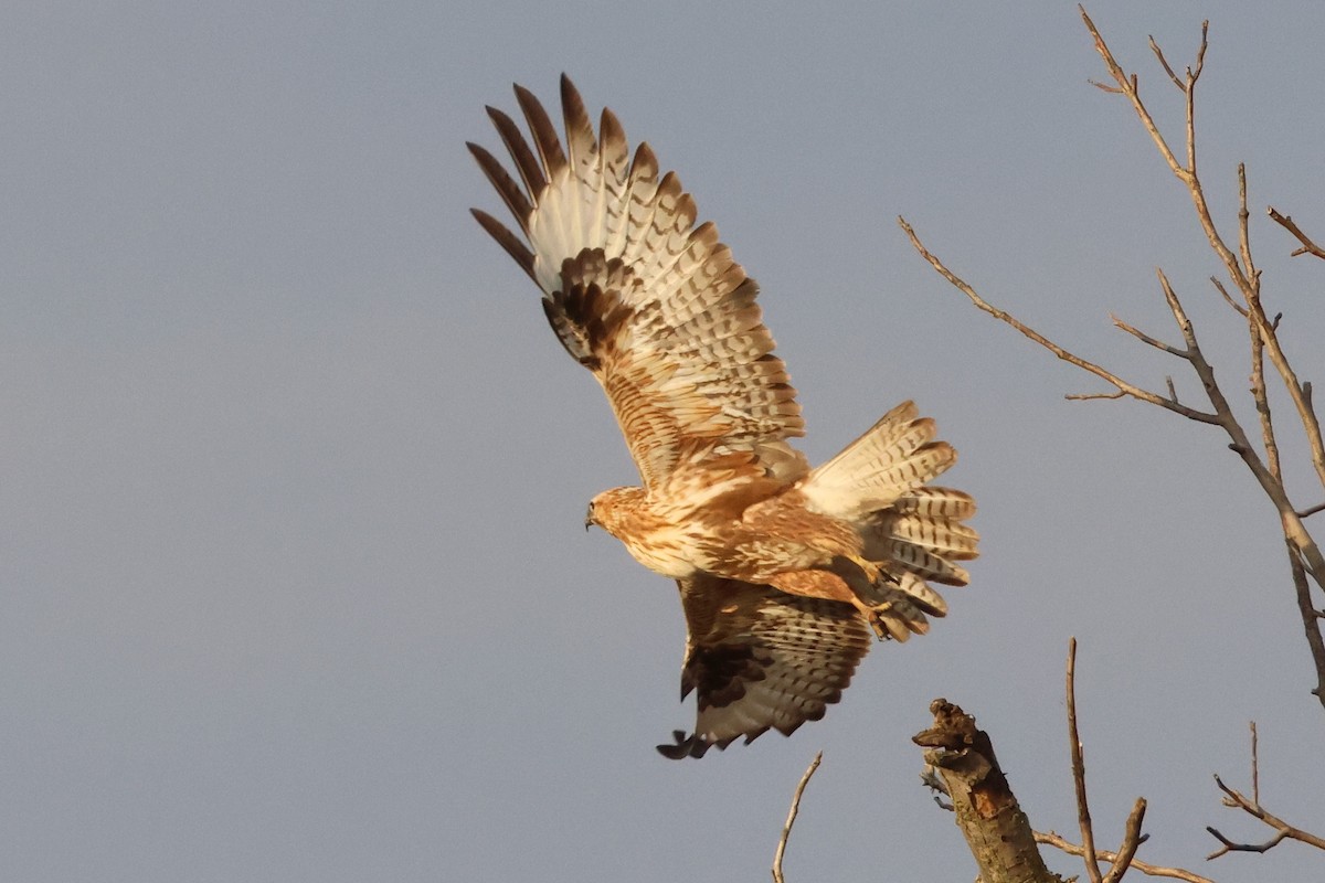 Long-legged Buzzard - ML612078223