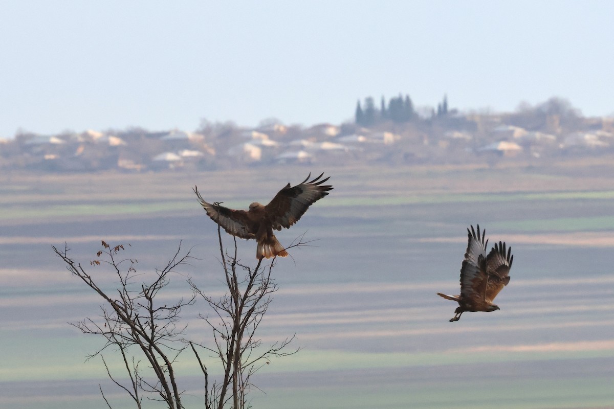 Long-legged Buzzard - ML612078229