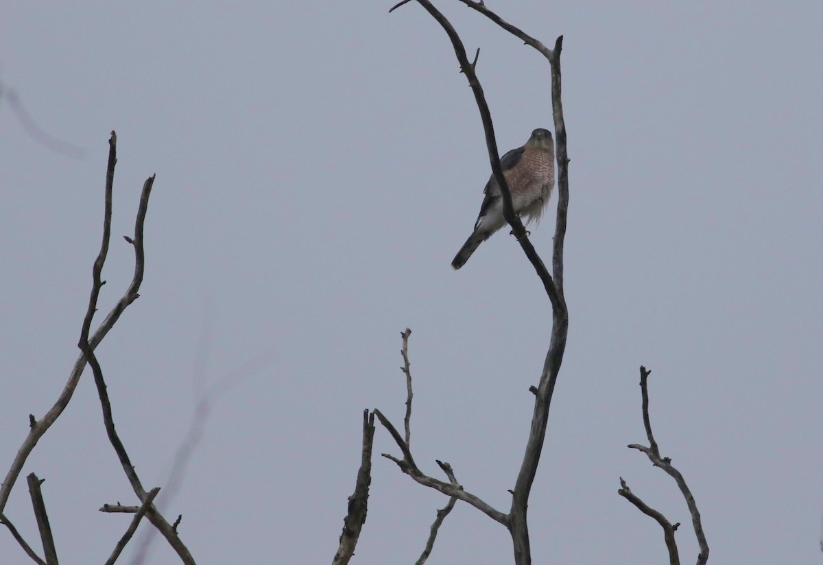 Cooper's Hawk - ML612078304