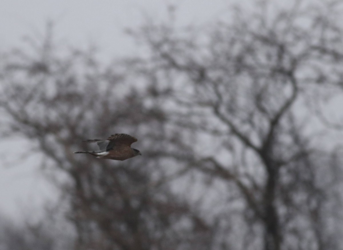 Cooper's Hawk - ML612078319