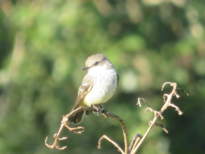 Mosquero Cardenal - ML612078339