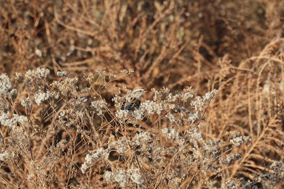 American Tree Sparrow - ML612078364