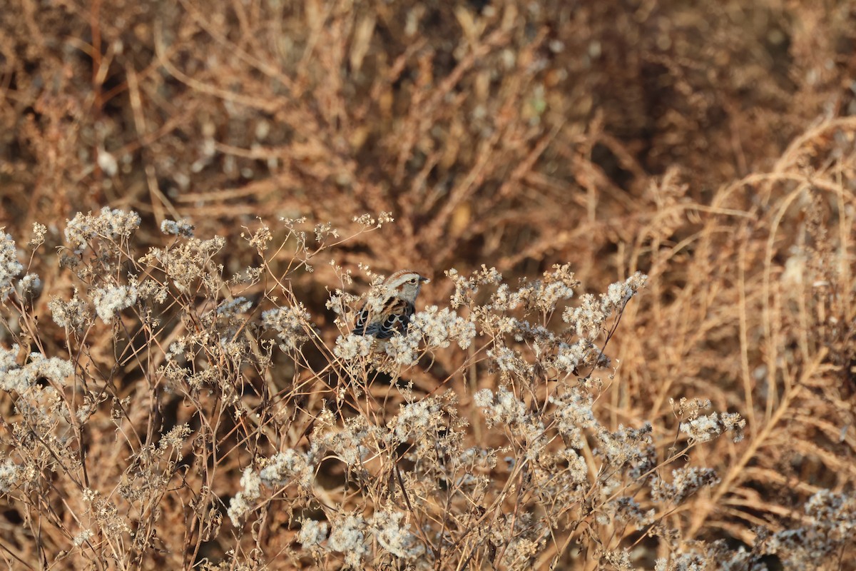 American Tree Sparrow - ML612078374