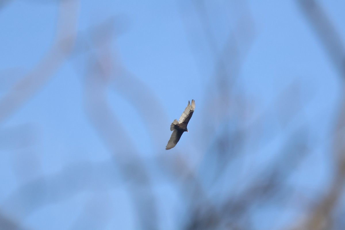 Turkey Vulture - ML612078400