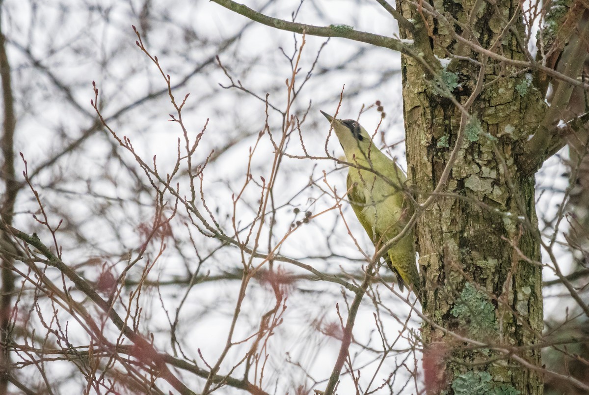 Eurasian Green Woodpecker - ML612078450