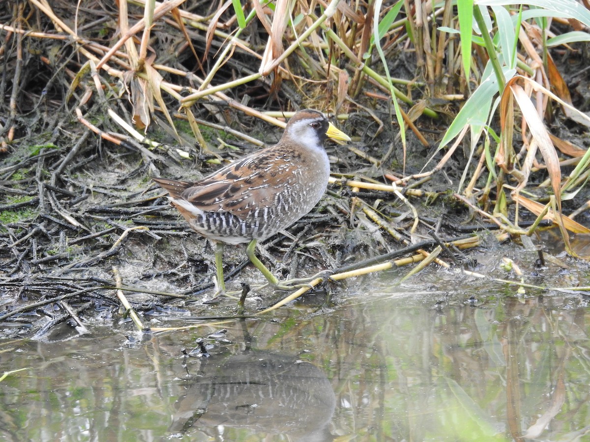 Polluela Sora - ML612078457