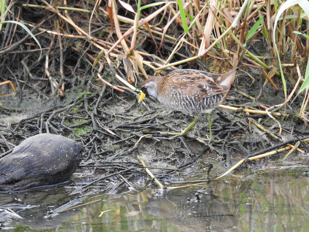 Polluela Sora - ML612078460