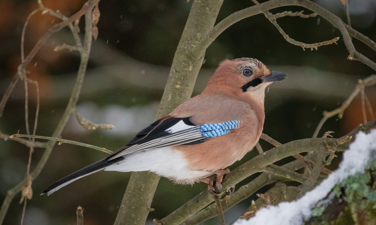 Eurasian Jay - ML612078479