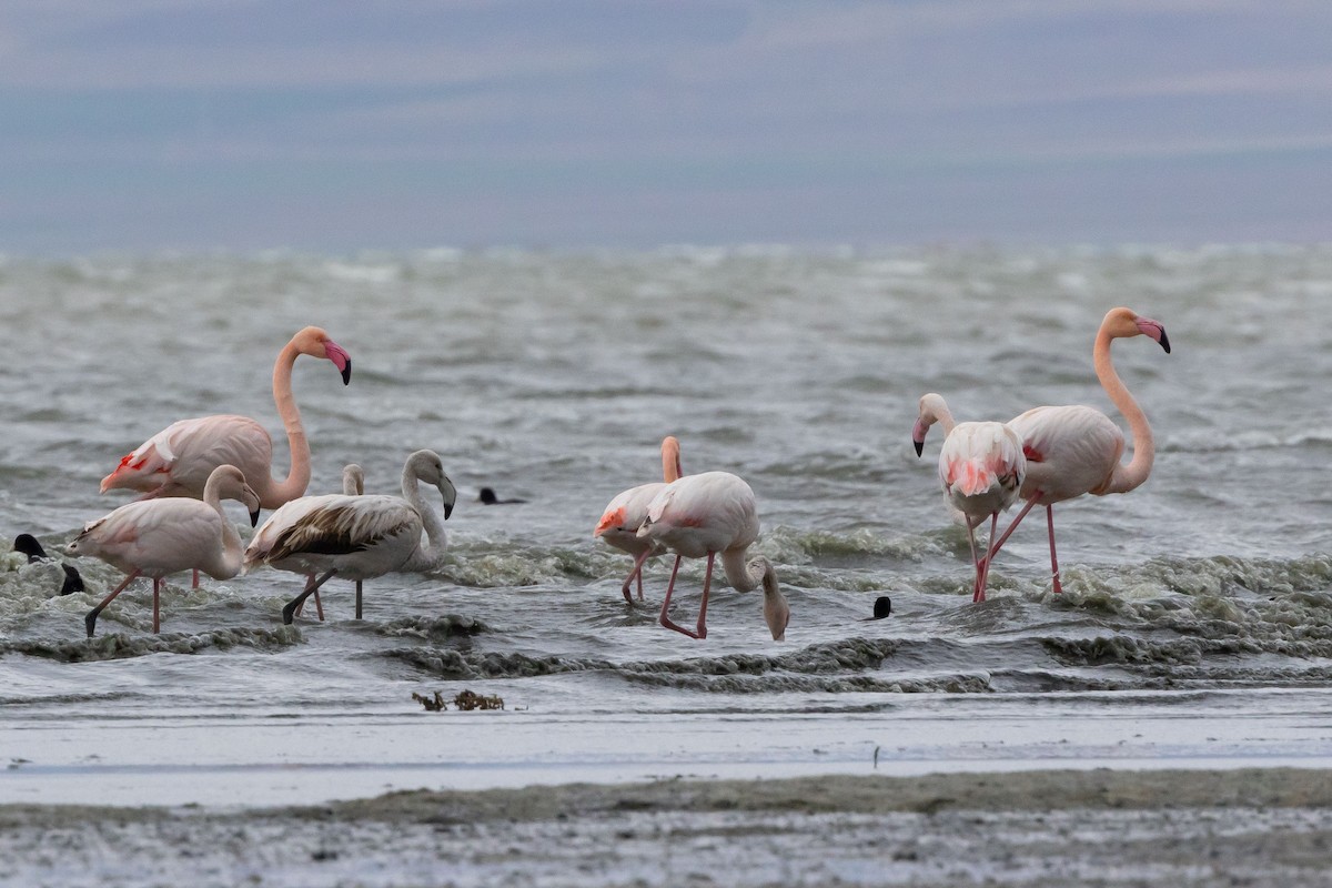 rosenflamingo - ML612078481