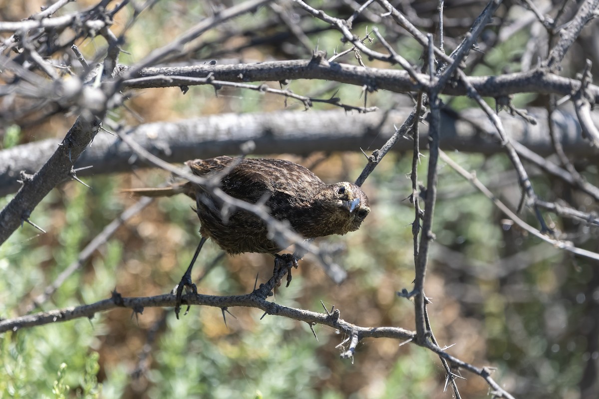 Yellow-winged Blackbird - ML612078567