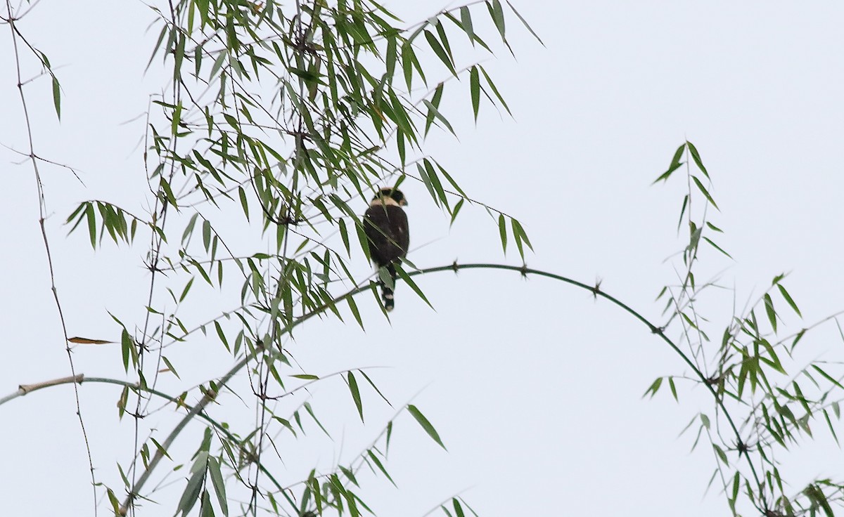 Laughing Falcon - ML612078568