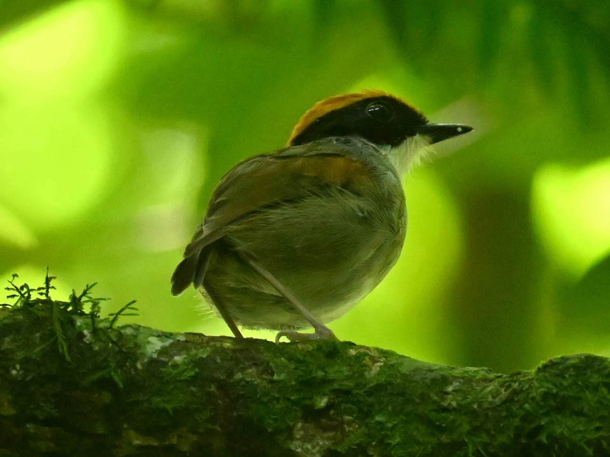 Black-cheeked Gnateater - ML612078615