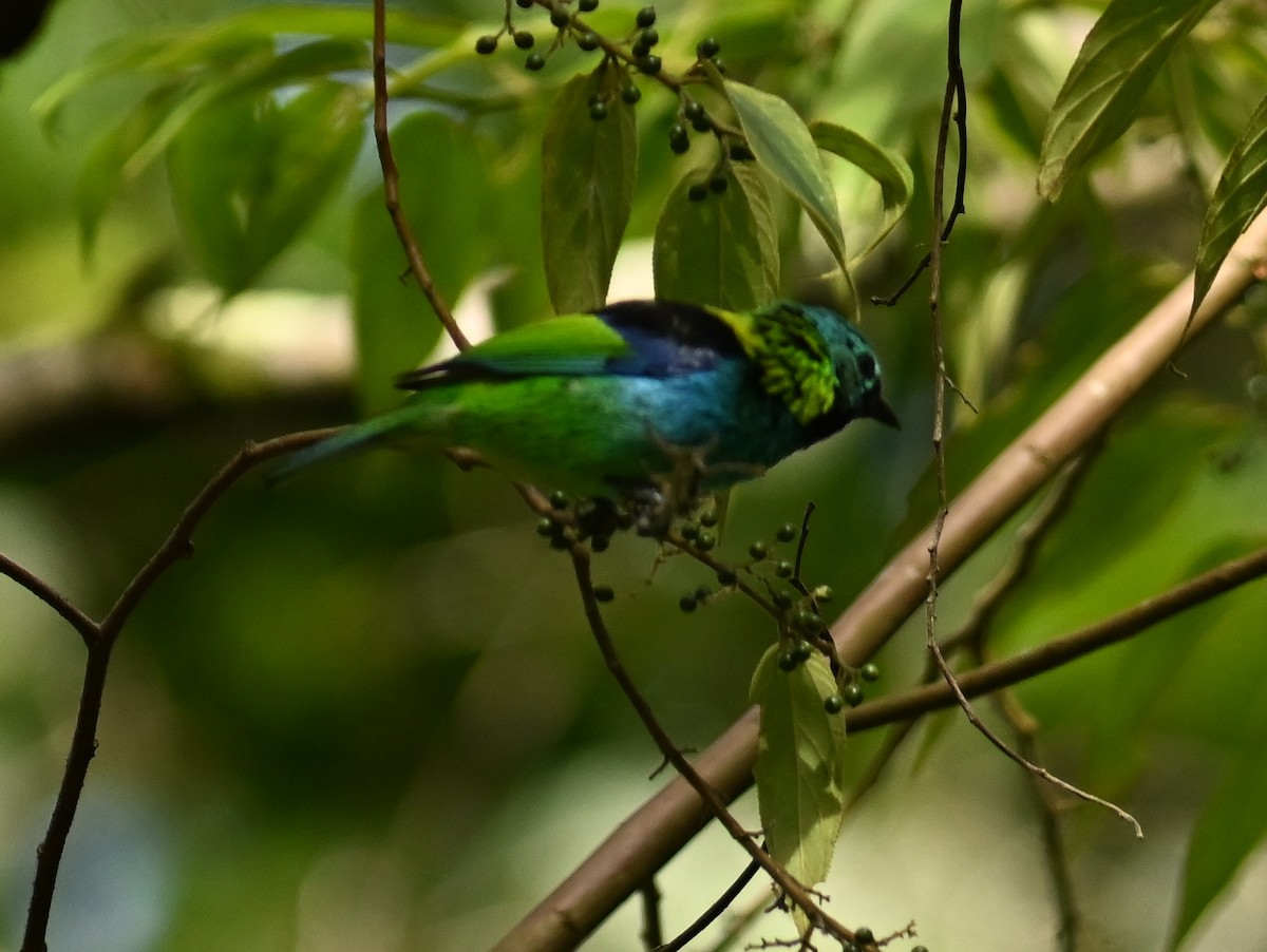 Green-headed Tanager - ML612078698