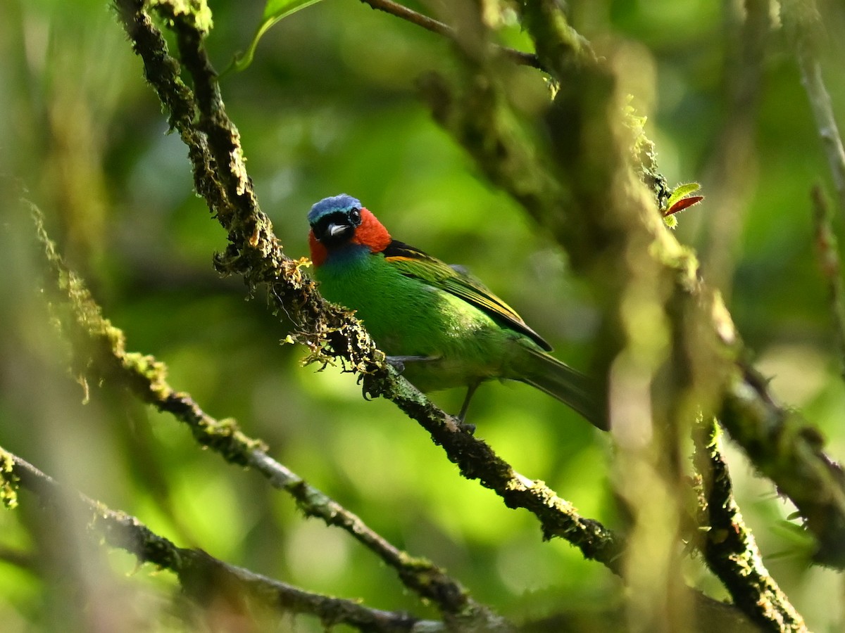 Red-necked Tanager - ML612078753