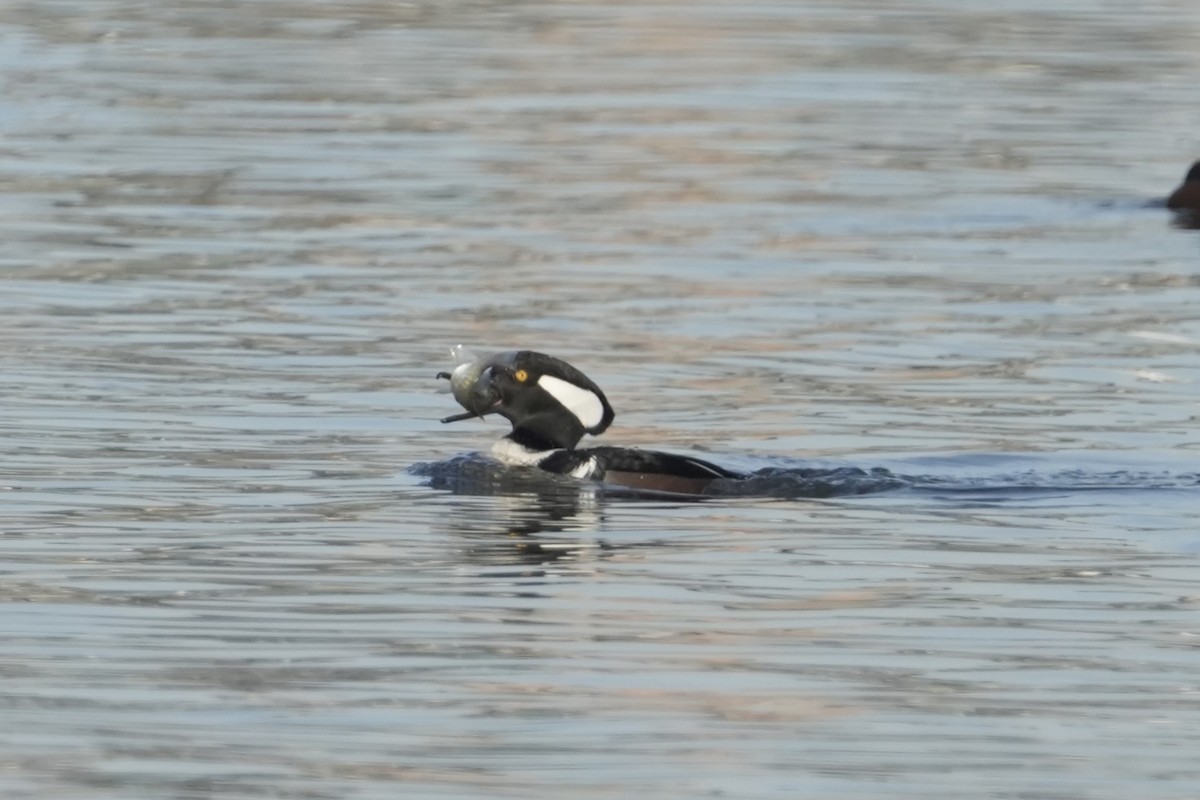 Hooded Merganser - ML612078952