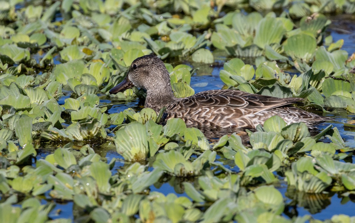 Green-winged Teal - ML612079037
