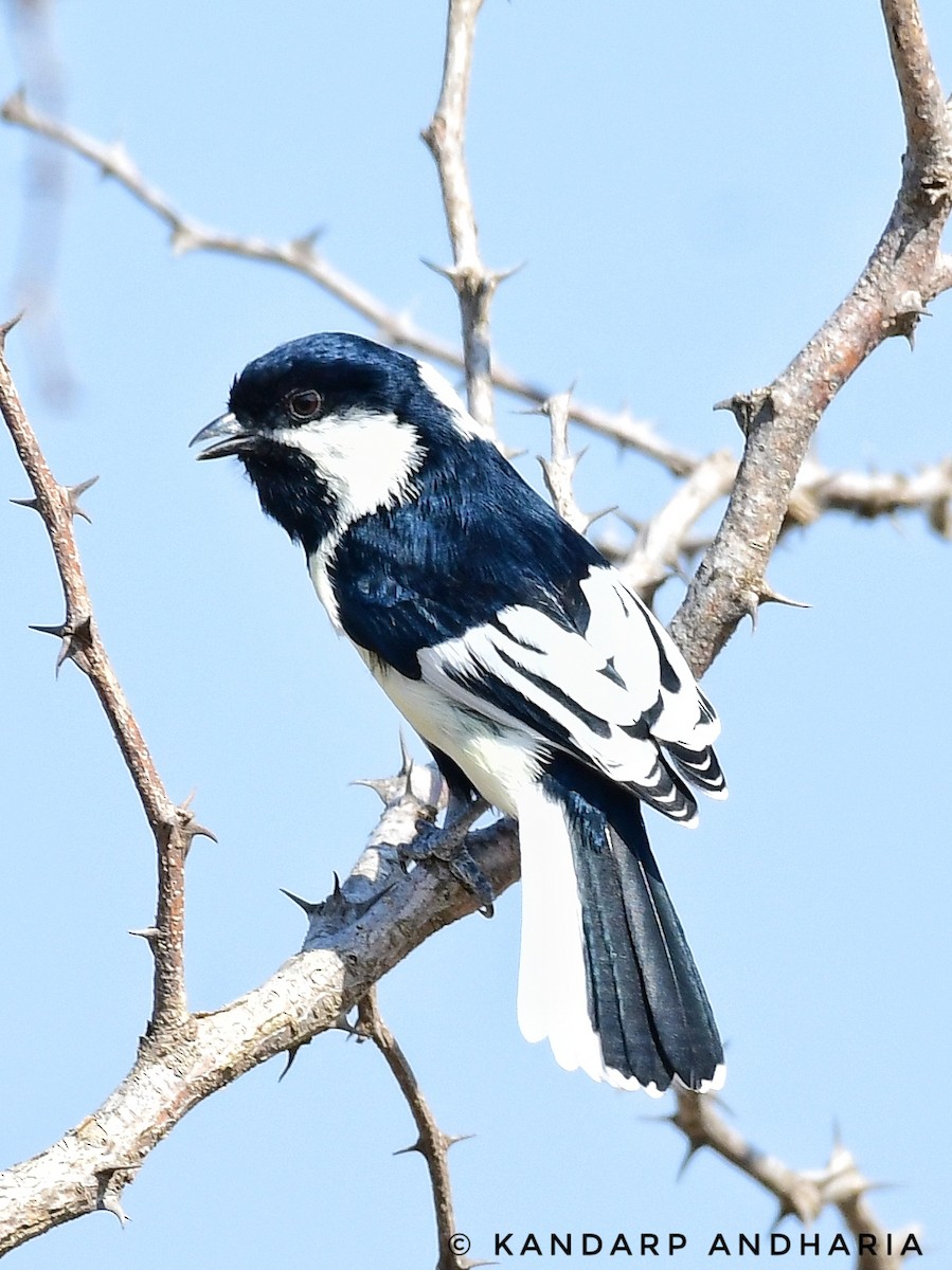 White-naped Tit - Kandarp  Andharia