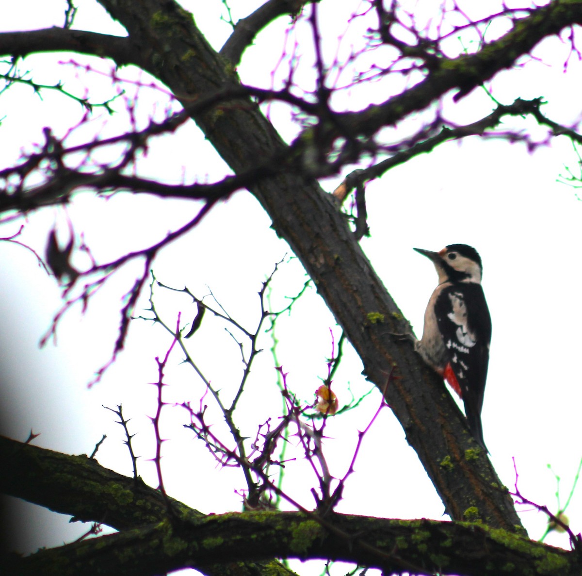 Syrian Woodpecker - ML612079081