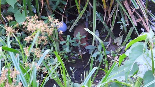 Ruddy-breasted Crake - ML612079084