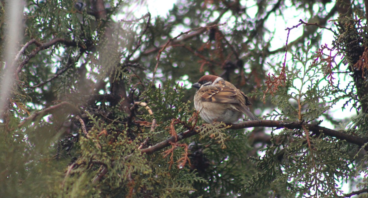 Eurasian Tree Sparrow - ML612079087