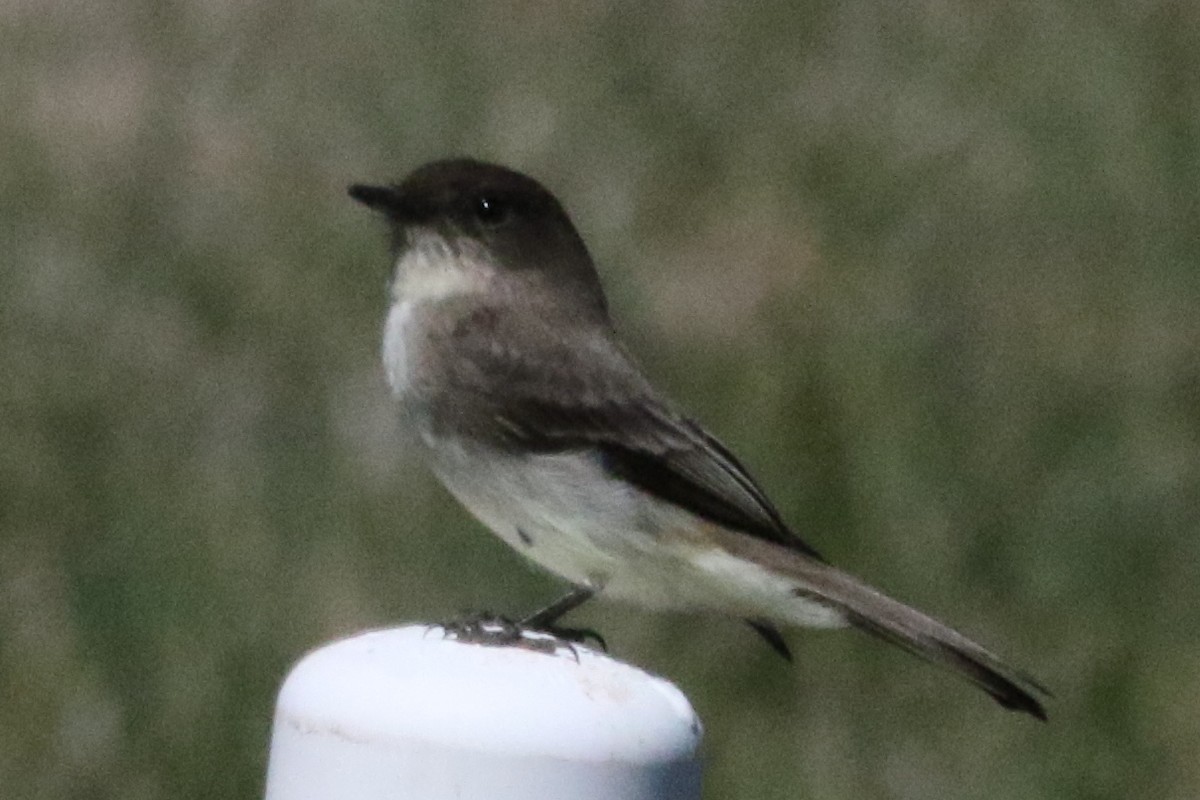 Eastern Phoebe - ML612079100