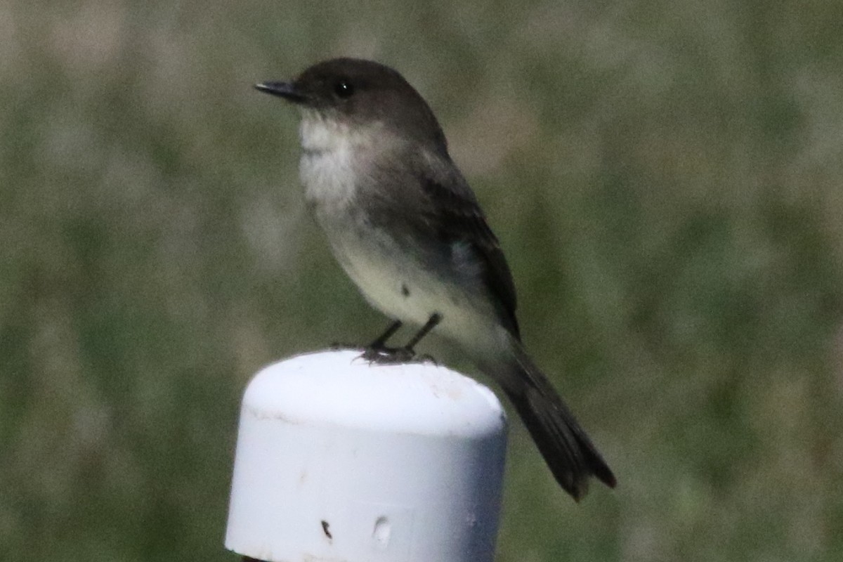 Eastern Phoebe - ML612079101