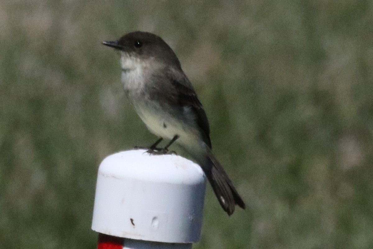 Eastern Phoebe - ML612079104