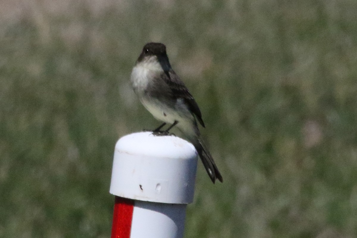 Eastern Phoebe - ML612079106
