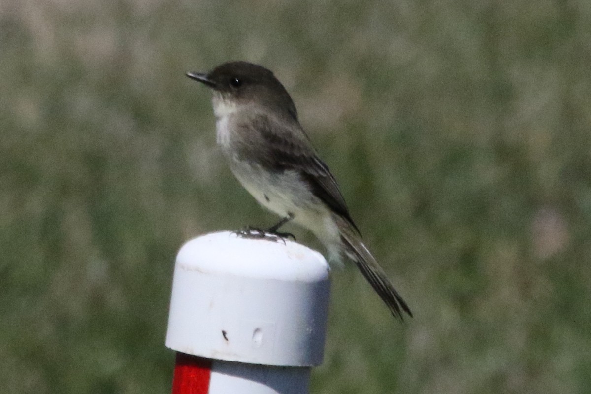 Eastern Phoebe - ML612079108