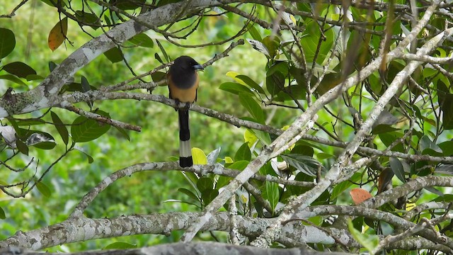 Rufous Treepie - ML612079109