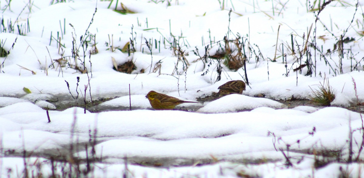 Yellowhammer - ML612079110