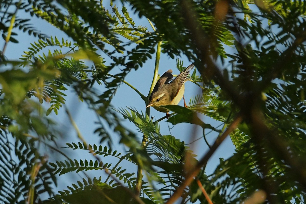 Himalajalaubsänger (affinis/perflavus) - ML612079200