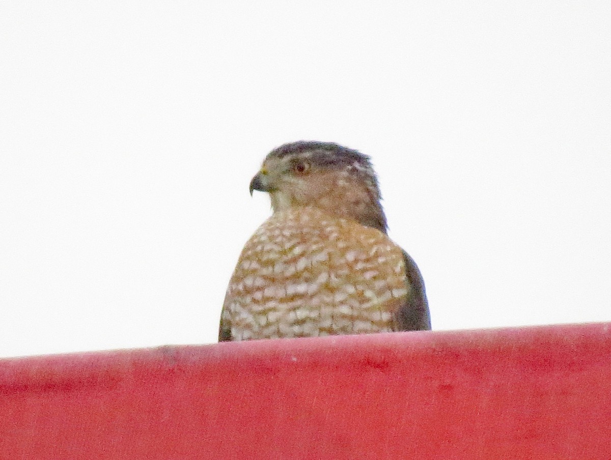 Cooper's Hawk - ML612079208