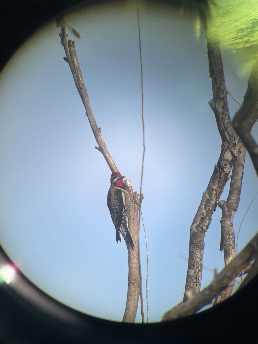 Yellow-bellied Sapsucker - ML612079238