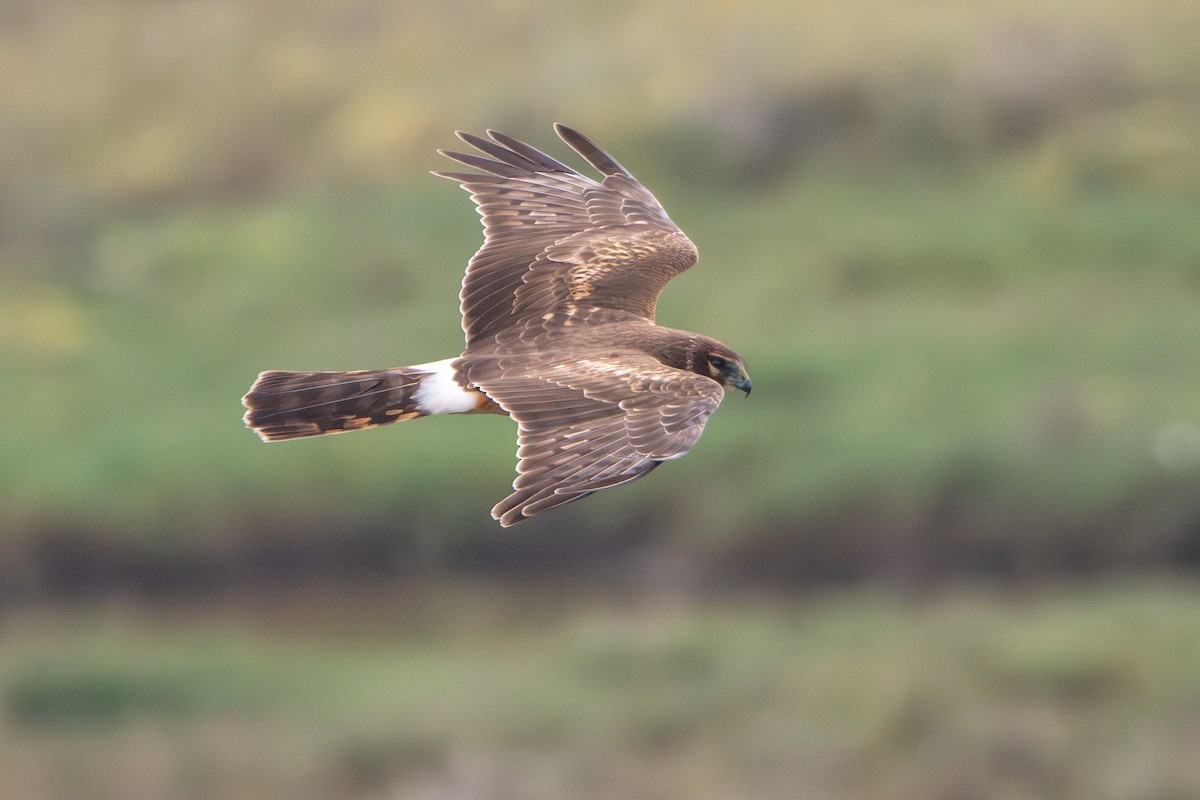 Northern Harrier - Angela Killough