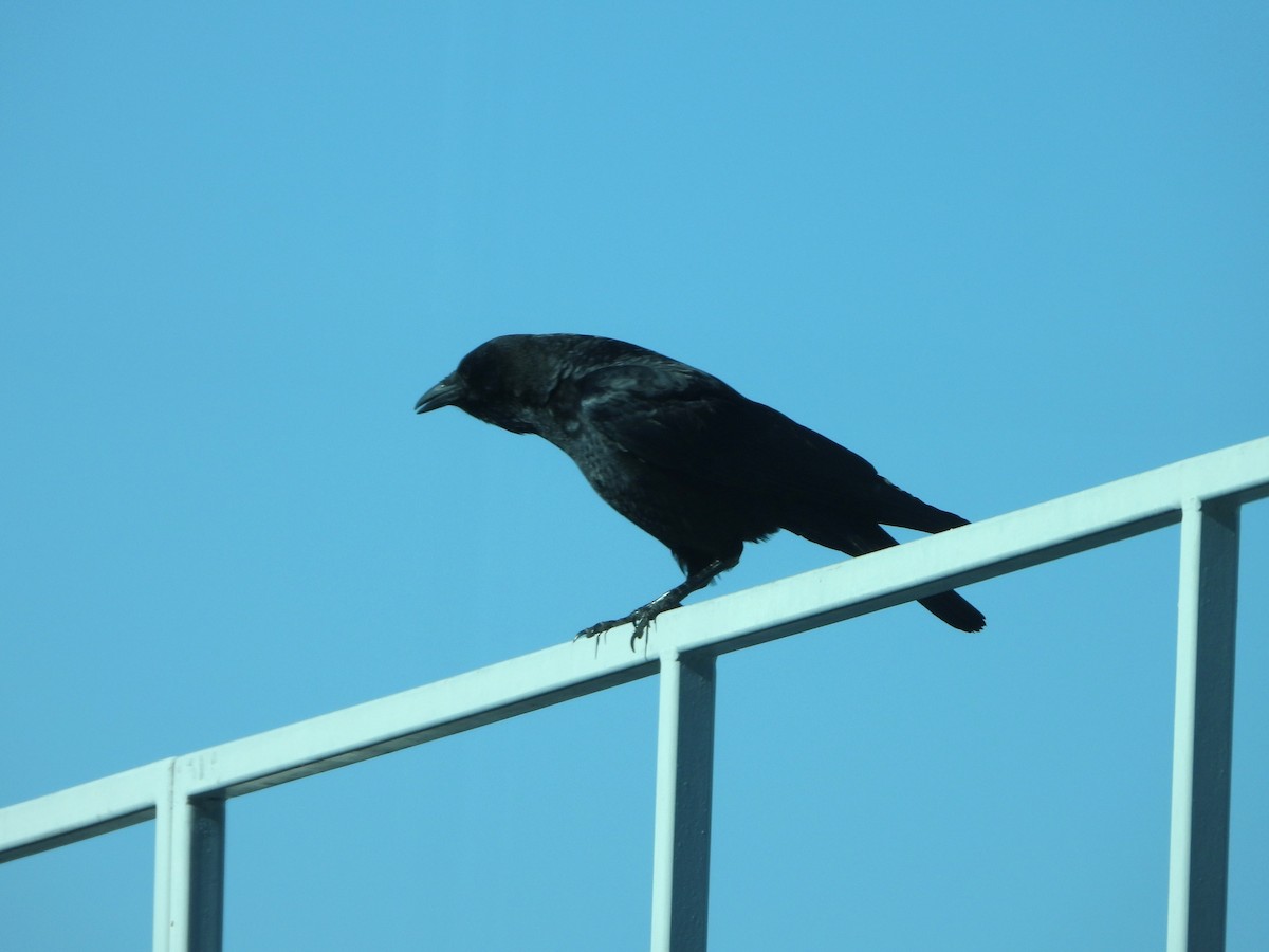 American Crow - ML612079292