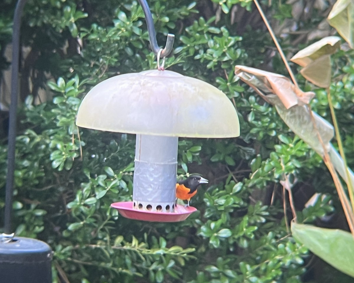 Baltimore Oriole - ML612079349