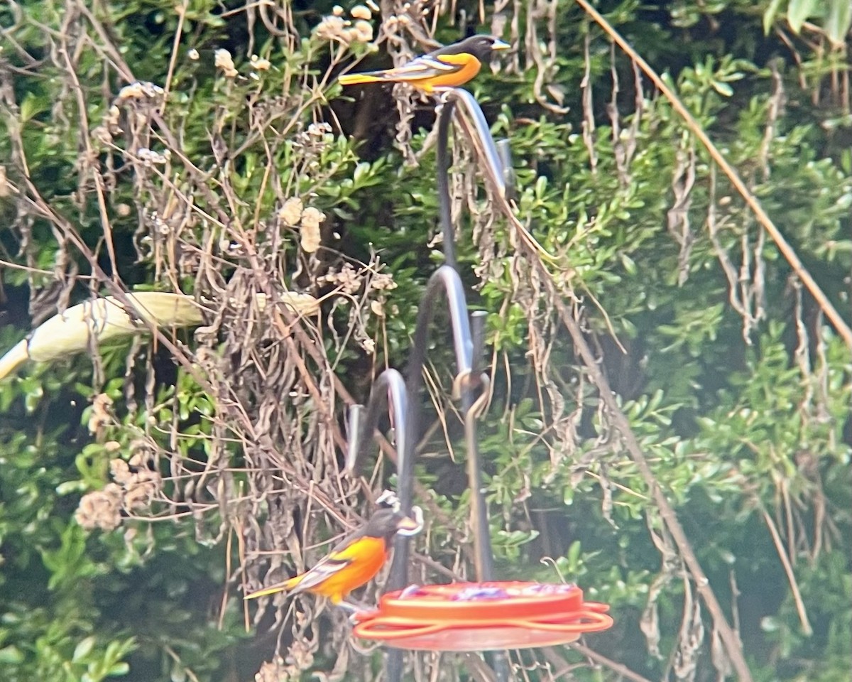 Baltimore Oriole - ML612079350