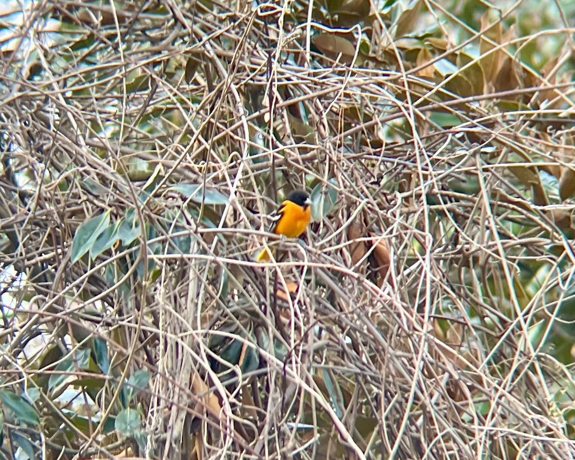 Baltimore Oriole - ML612079351