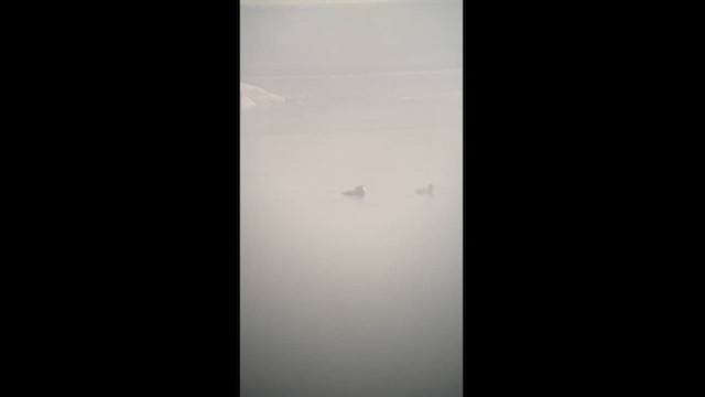 Surf Scoter - ML612079439