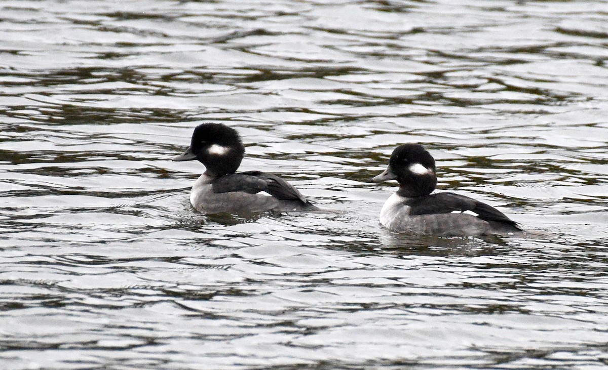 Bufflehead - ML612079488