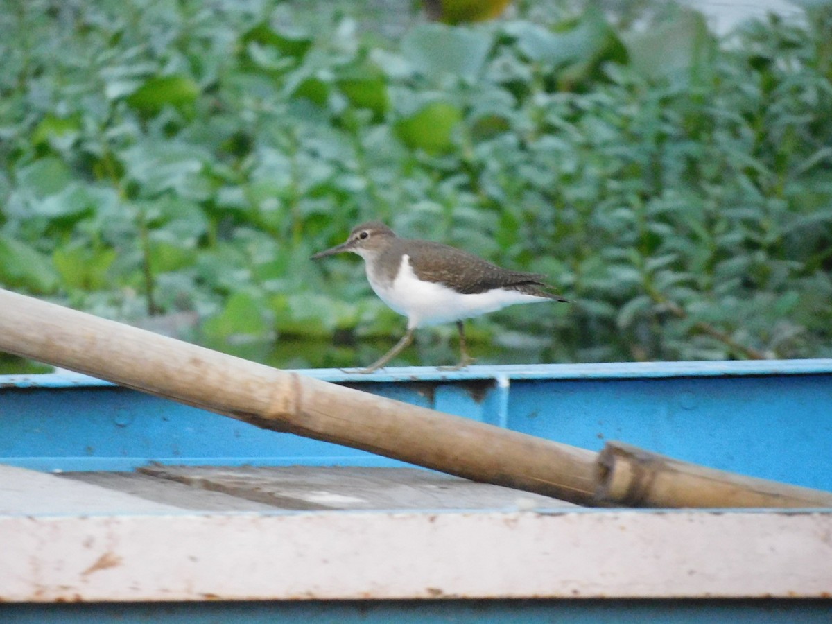 Common Sandpiper - Sushant Pawar