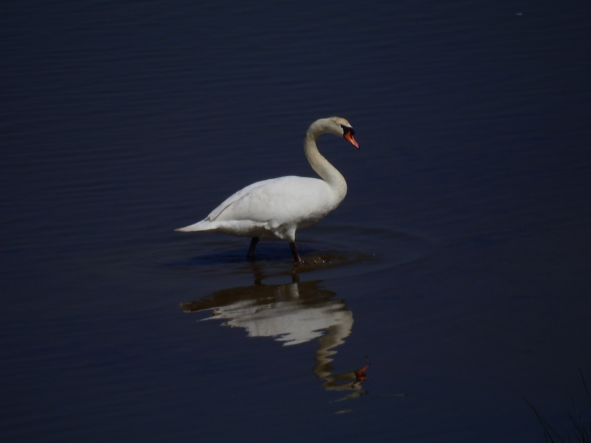 Mute Swan - ML612079658