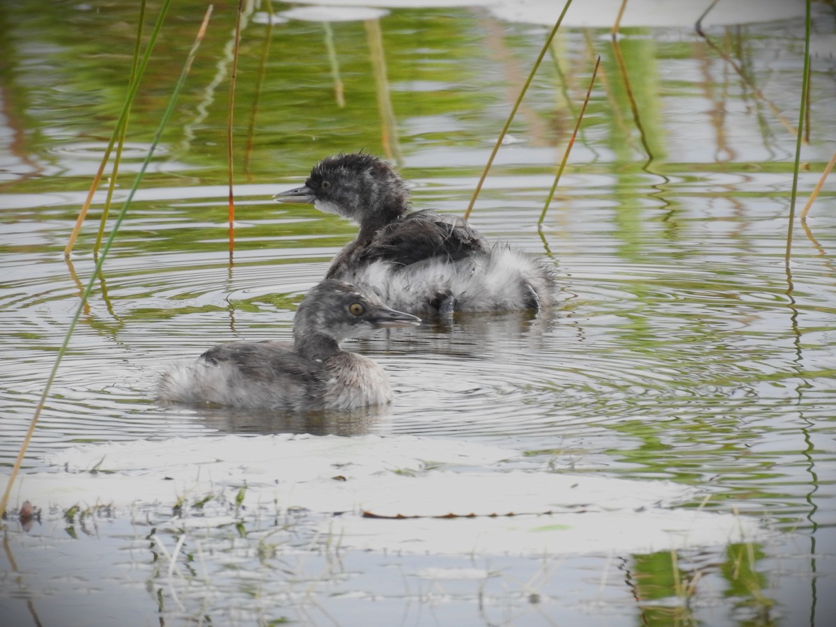 Least Grebe - Michael Weisensee