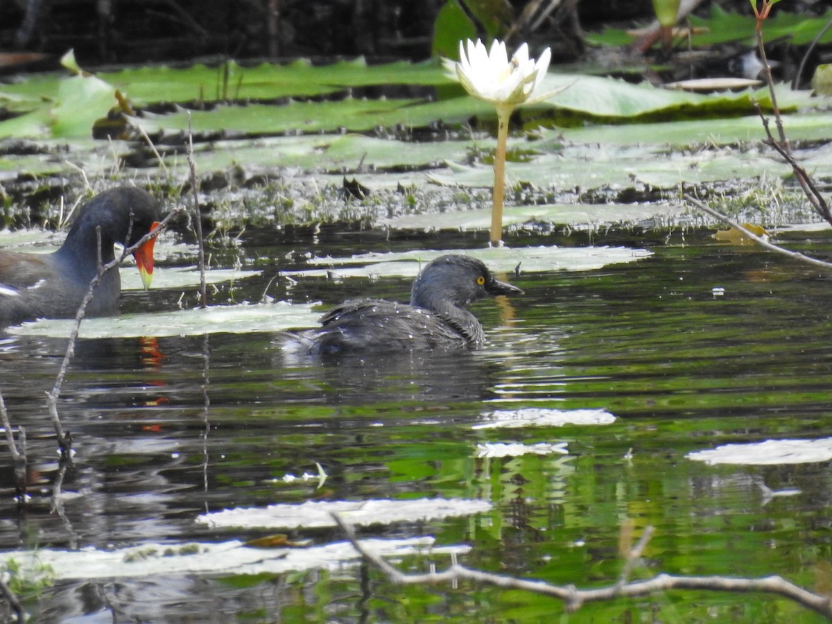 Least Grebe - ML612079661