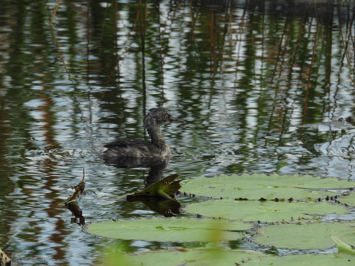 Least Grebe - ML612079662