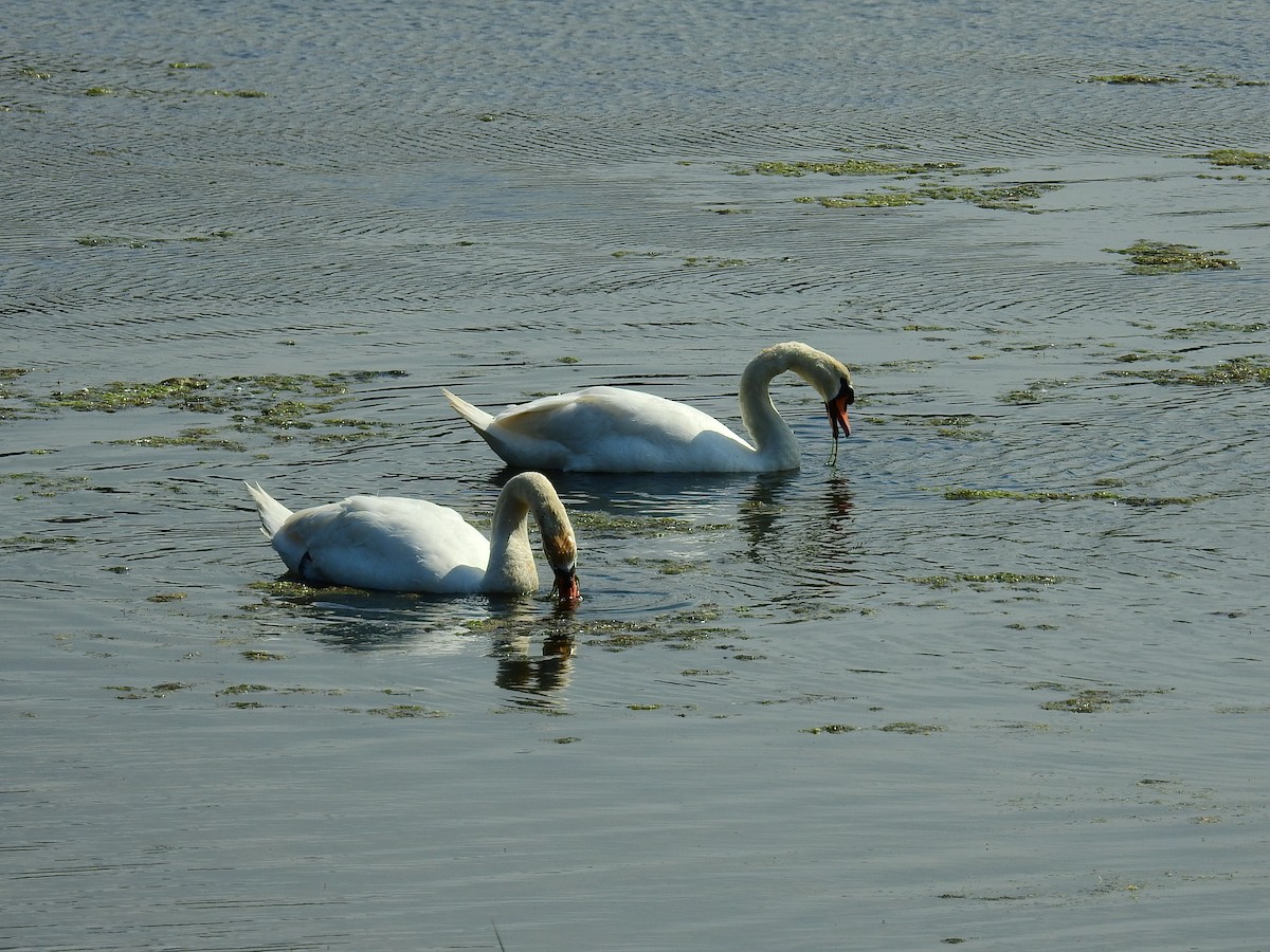 Mute Swan - ML612079685