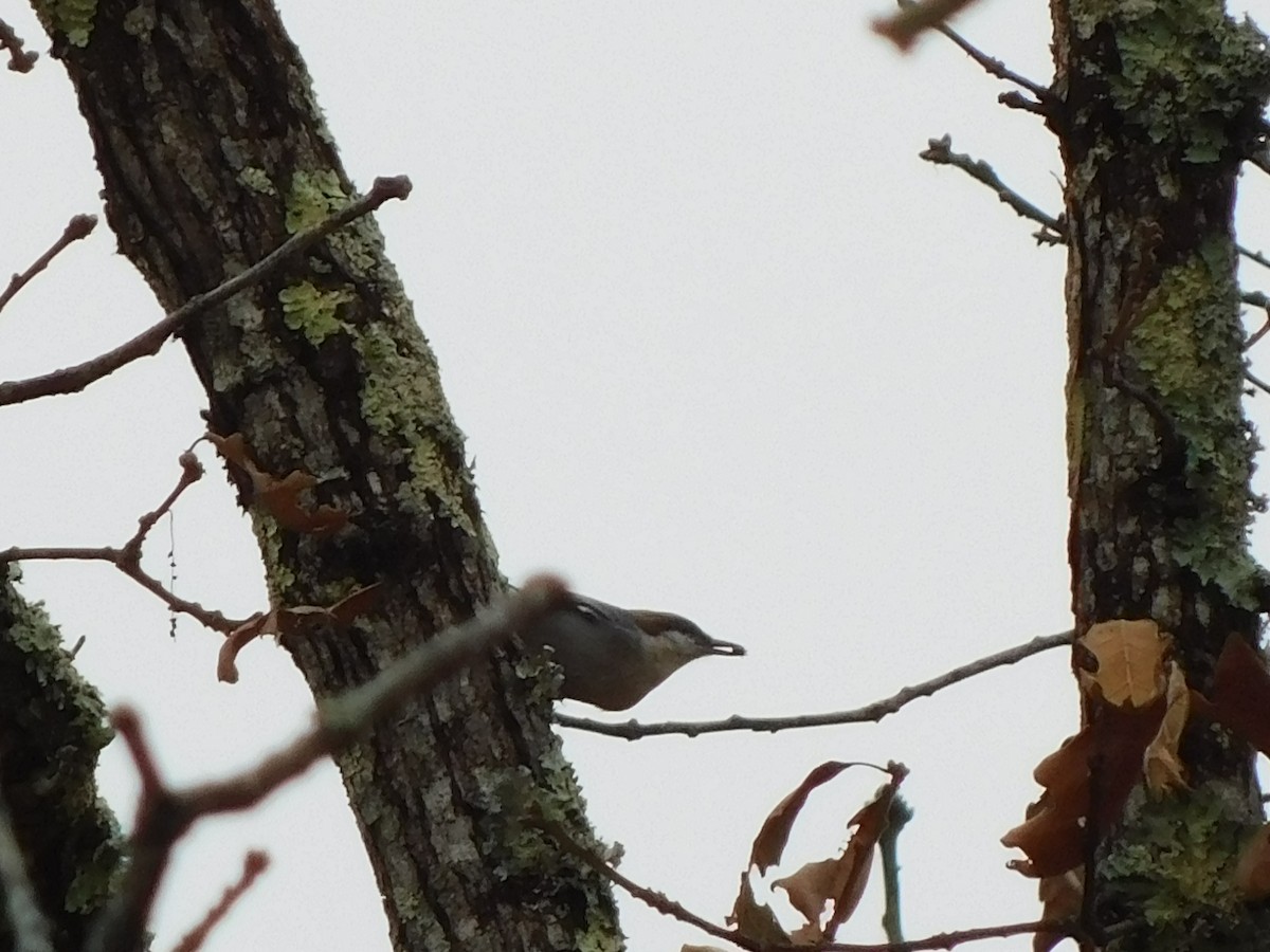 Brown-headed Nuthatch - ML612079696