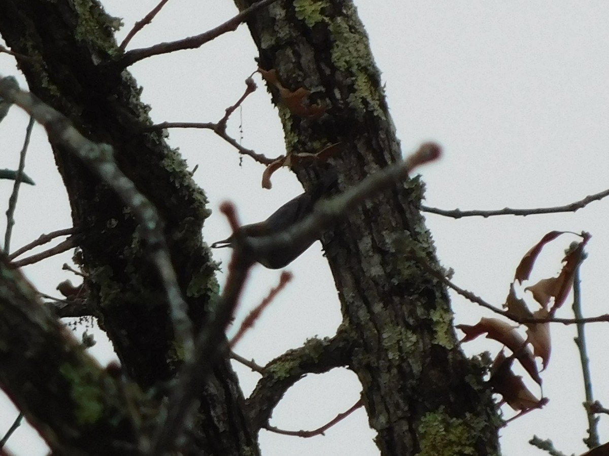 Brown-headed Nuthatch - ML612079697